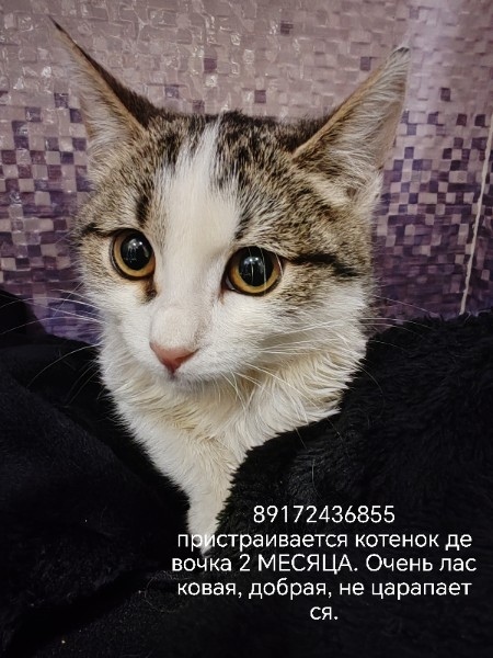 Найдена собака в Нижнекамске — фото объявления