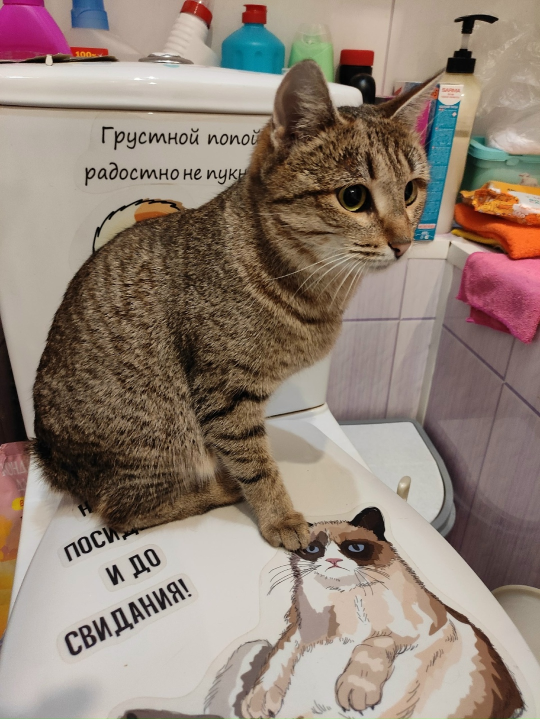 Найдена кошка в Нижнекамске — фото объявления