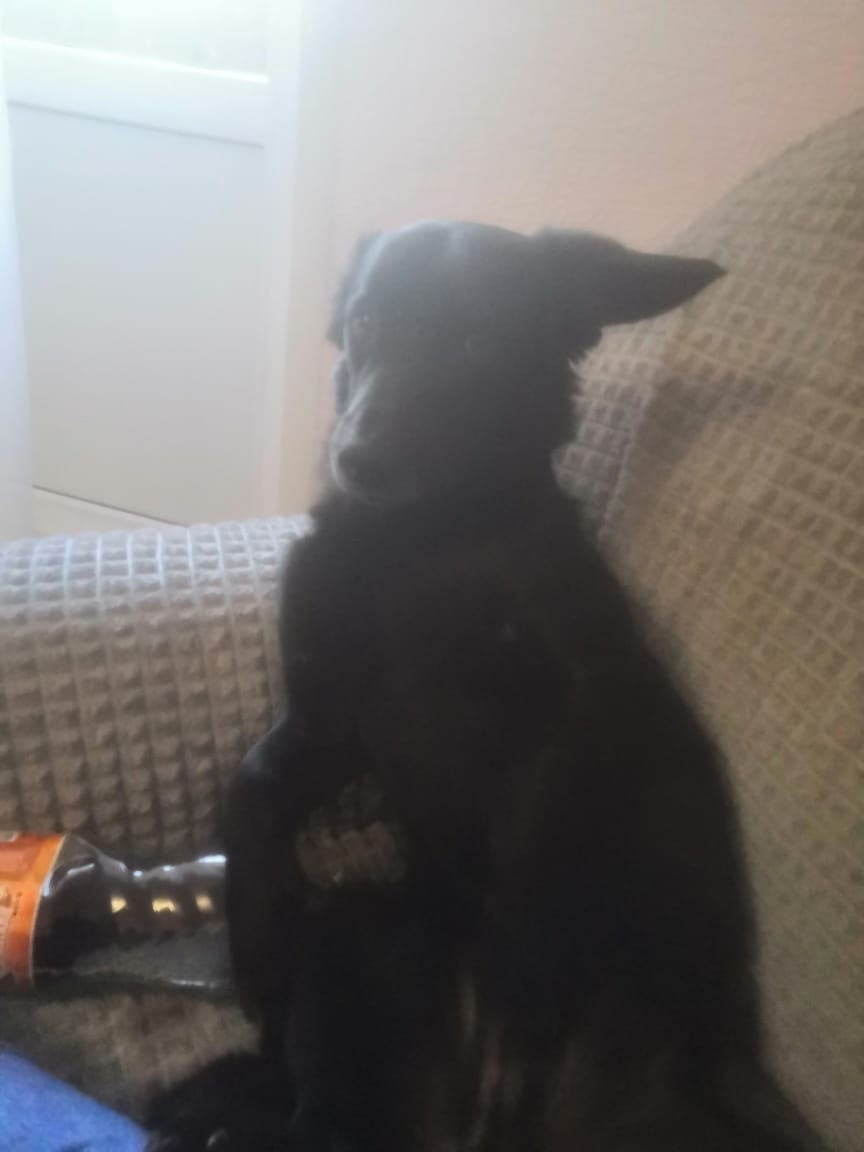 Пропала собака в Нижнекамске — фото объявления