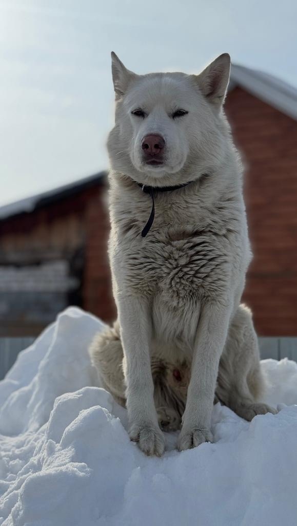 Пропала собака в Нижнекамске — фото объявления
