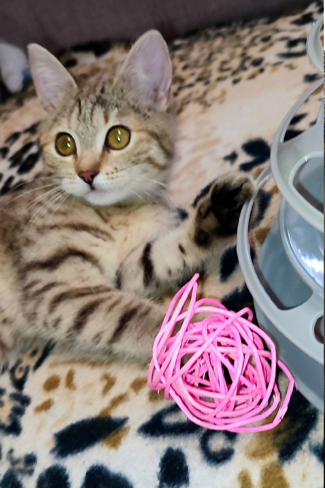 Найдена собака в Нижнекамске — фото объявления