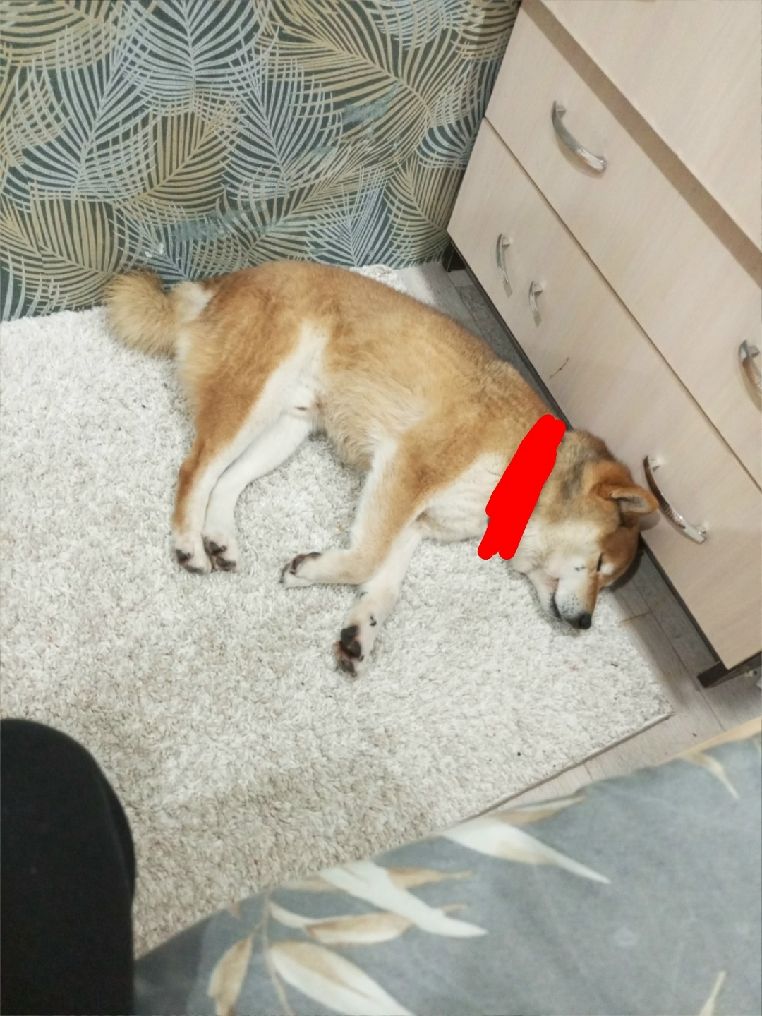 Найдена собака в Нижнекамске — фото объявления