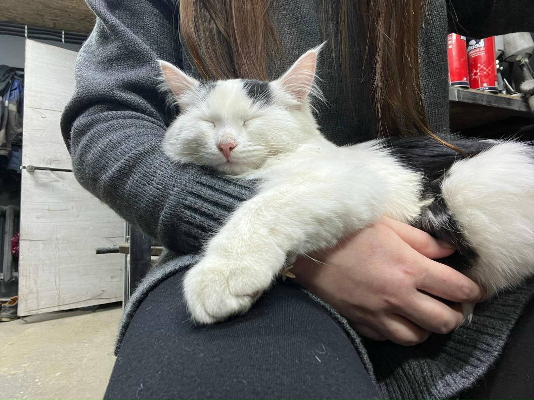 Пропала кошка в Нижнекамске — фото объявления