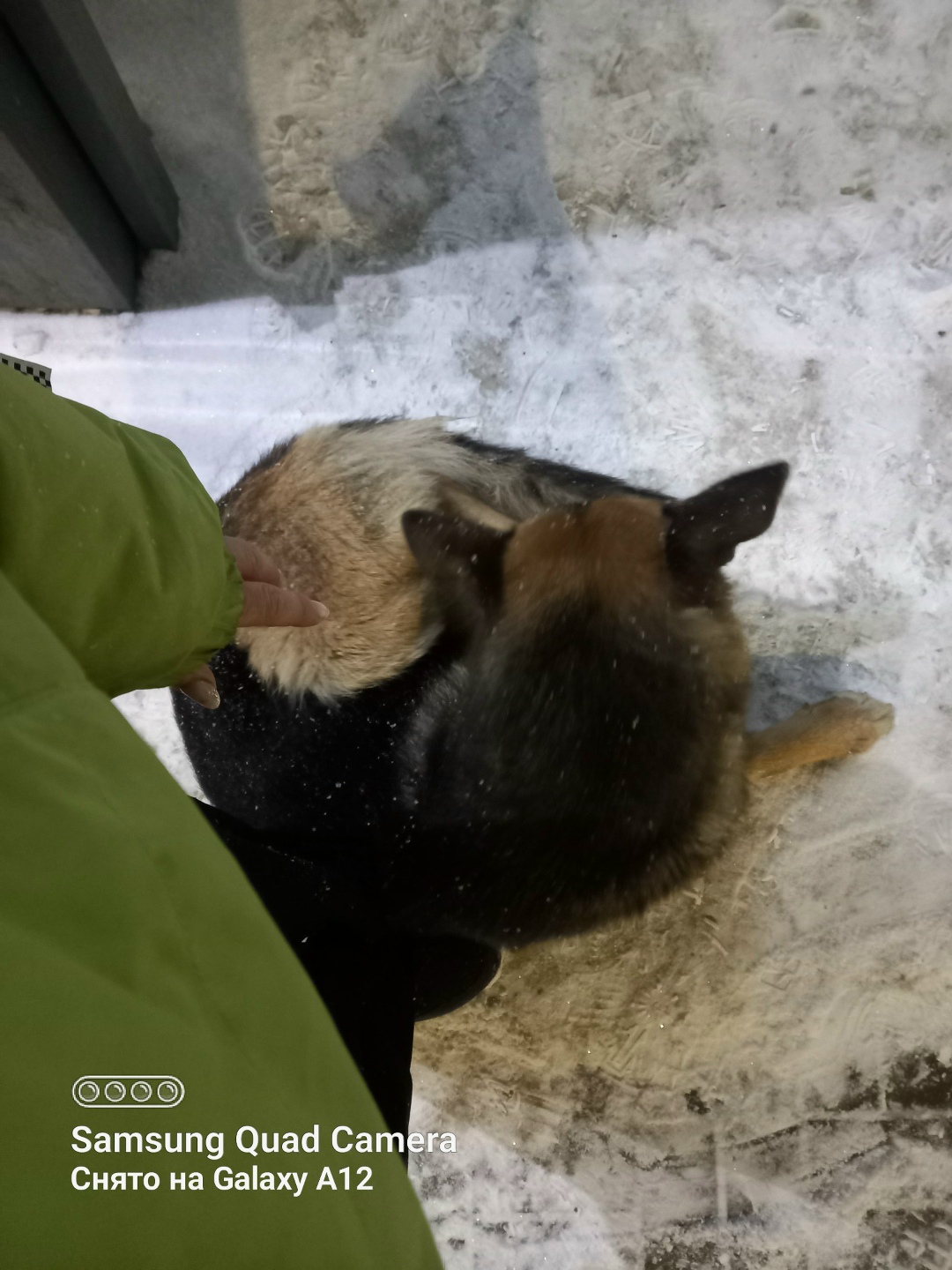 Пропала собака в Нижнекамске — фото объявления