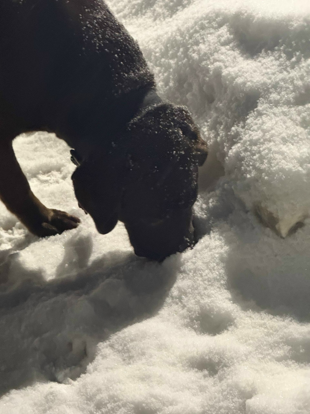 Пропала собака в Нижнекамске — фото объявления