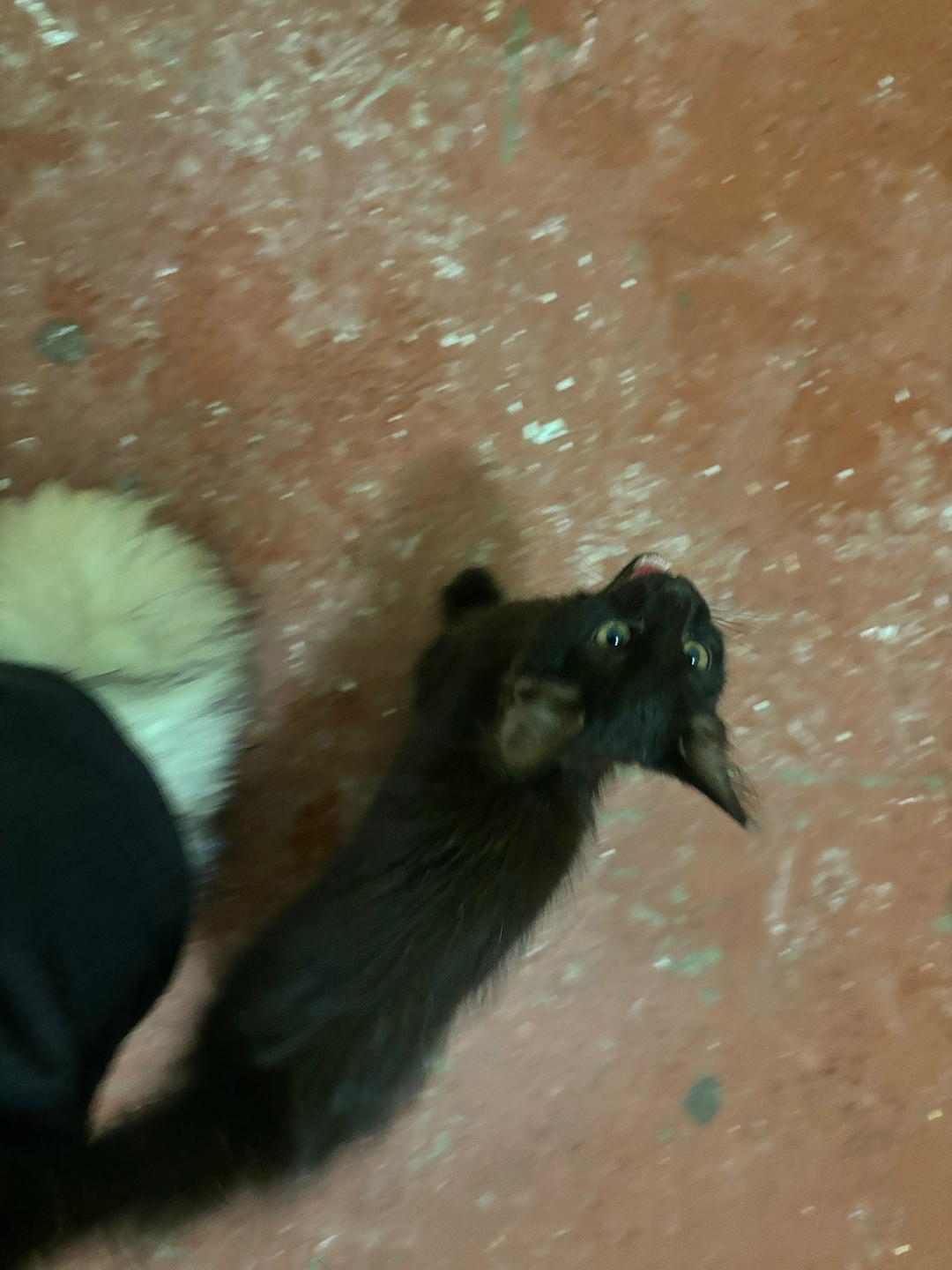 Пропала кошка в Нижнекамске — фото объявления