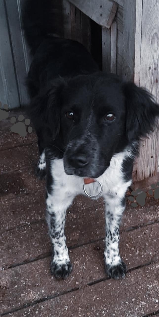 Найдена собака в Нижнекамске — фото объявления