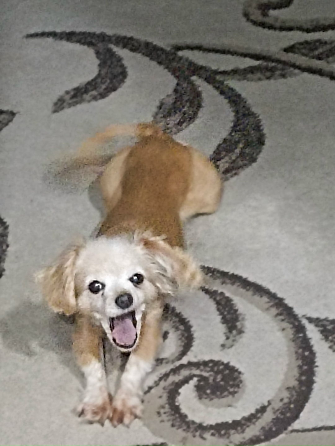 Пропала собака в Нижнекамске — фото объявления