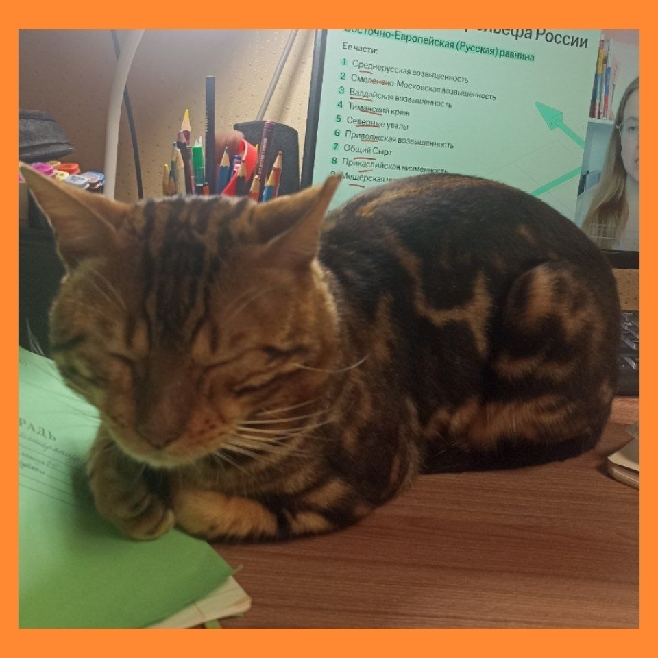 Пропала кошка в Нижнекамске — фото объявления