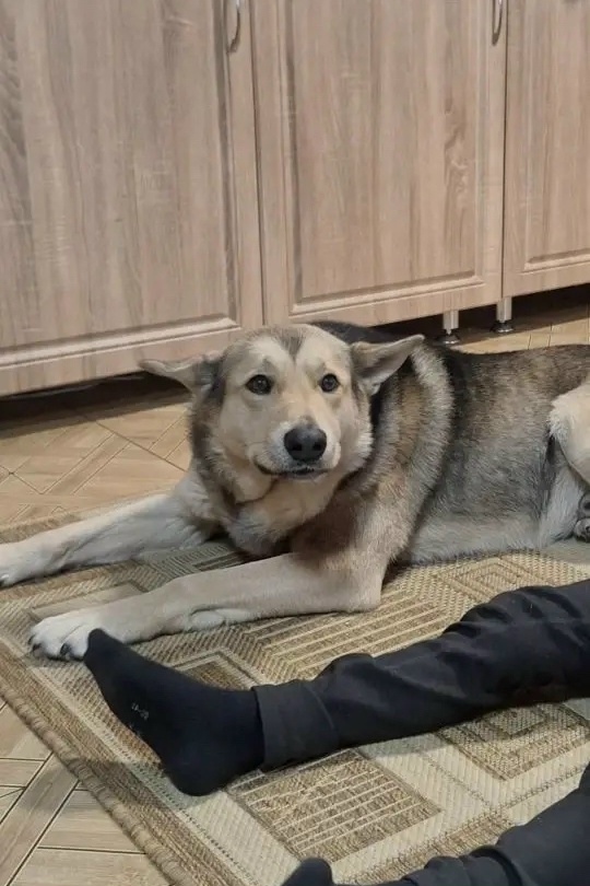 Пропала собака в Нижнекамске — фото объявления