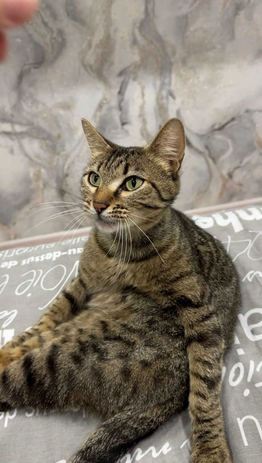 Найдена кошка в Нижнекамске — фото объявления