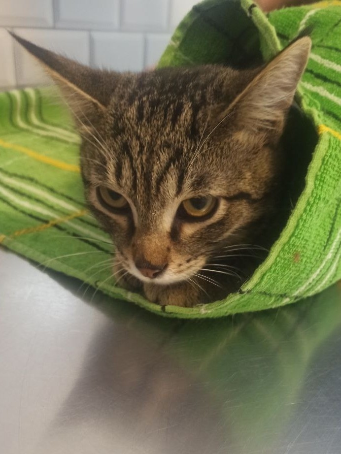 Найдена кошка в Нижнекамске — фото объявления