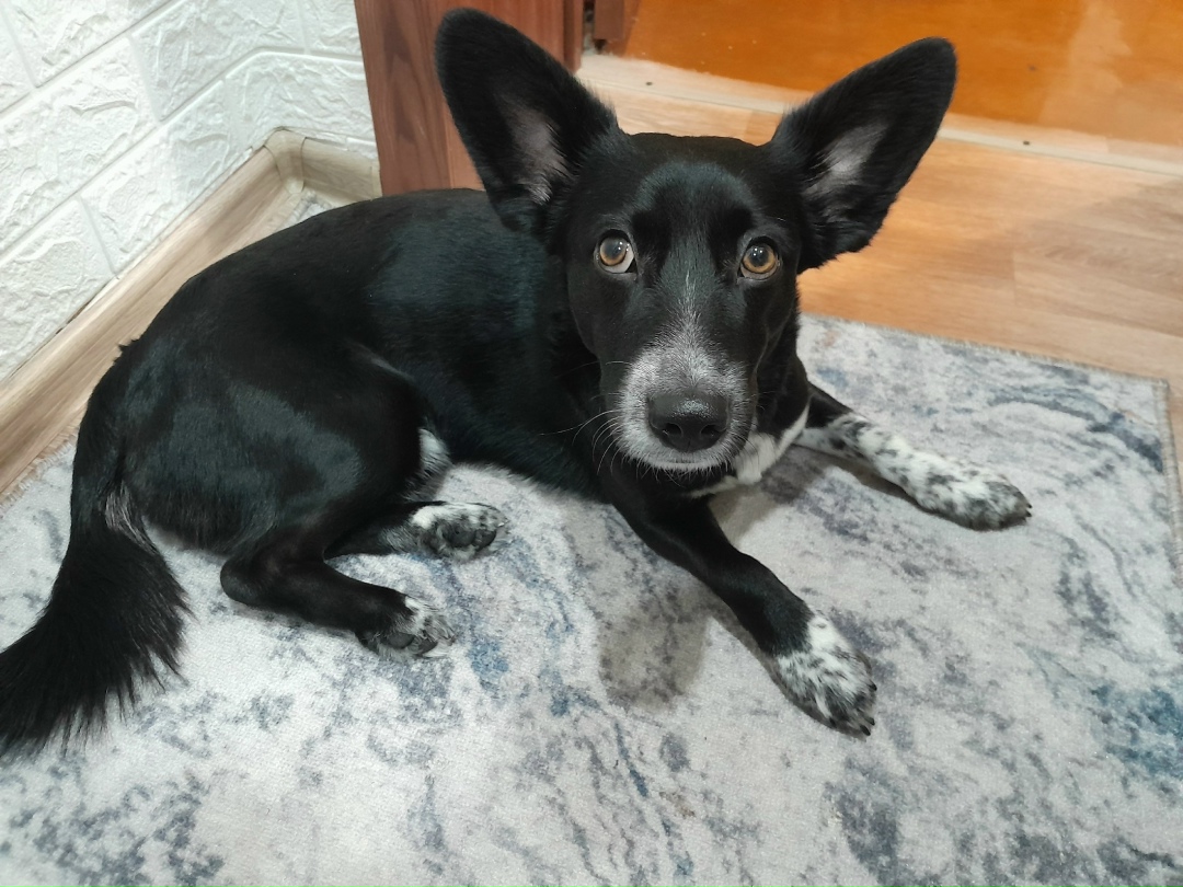 Пропала собака в Нижнекамске — фото объявления