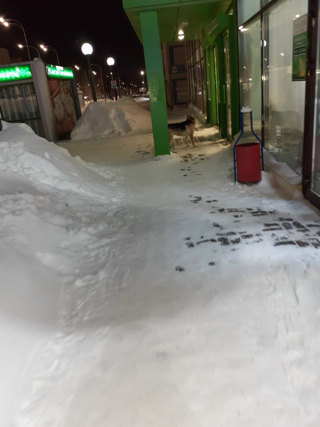 Пропала собака в Нижнекамске — фото объявления