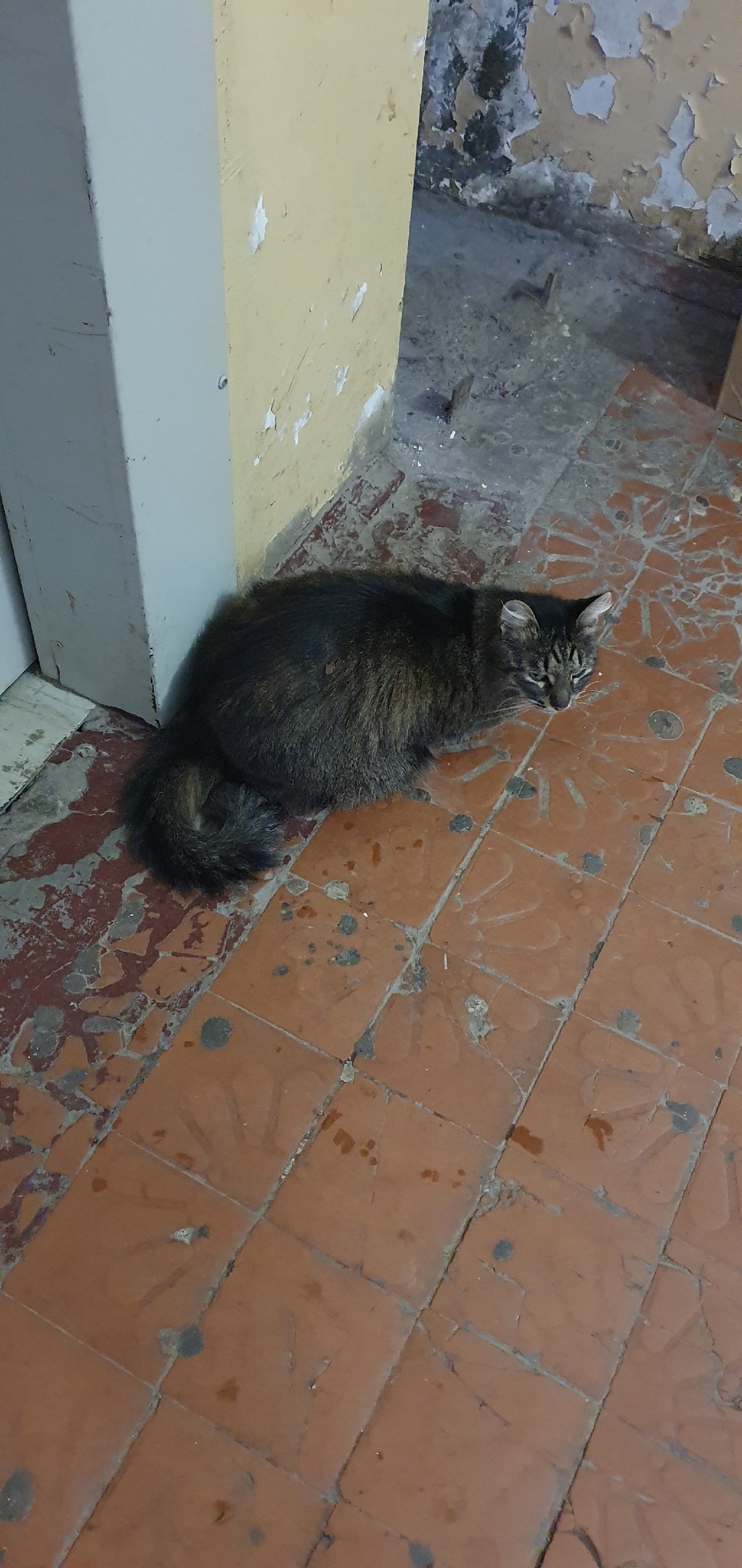 Пропала кошка в Нижнекамске — фото объявления