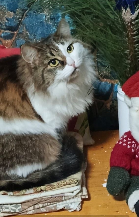 Пропала кошка в Нижнекамске — фото объявления