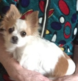 Пропала собака в Нижнекамске — фото объявления