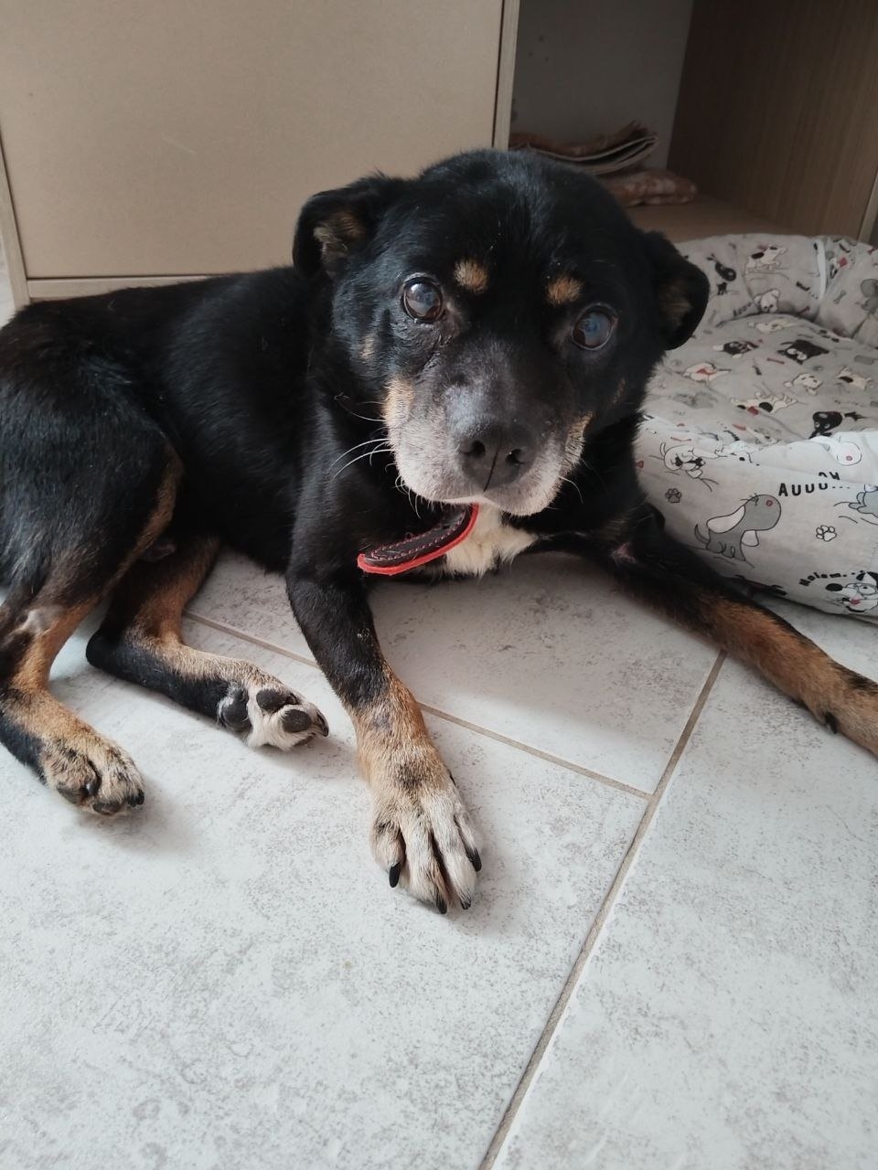 Найдена собака в Нижнекамске — фото объявления