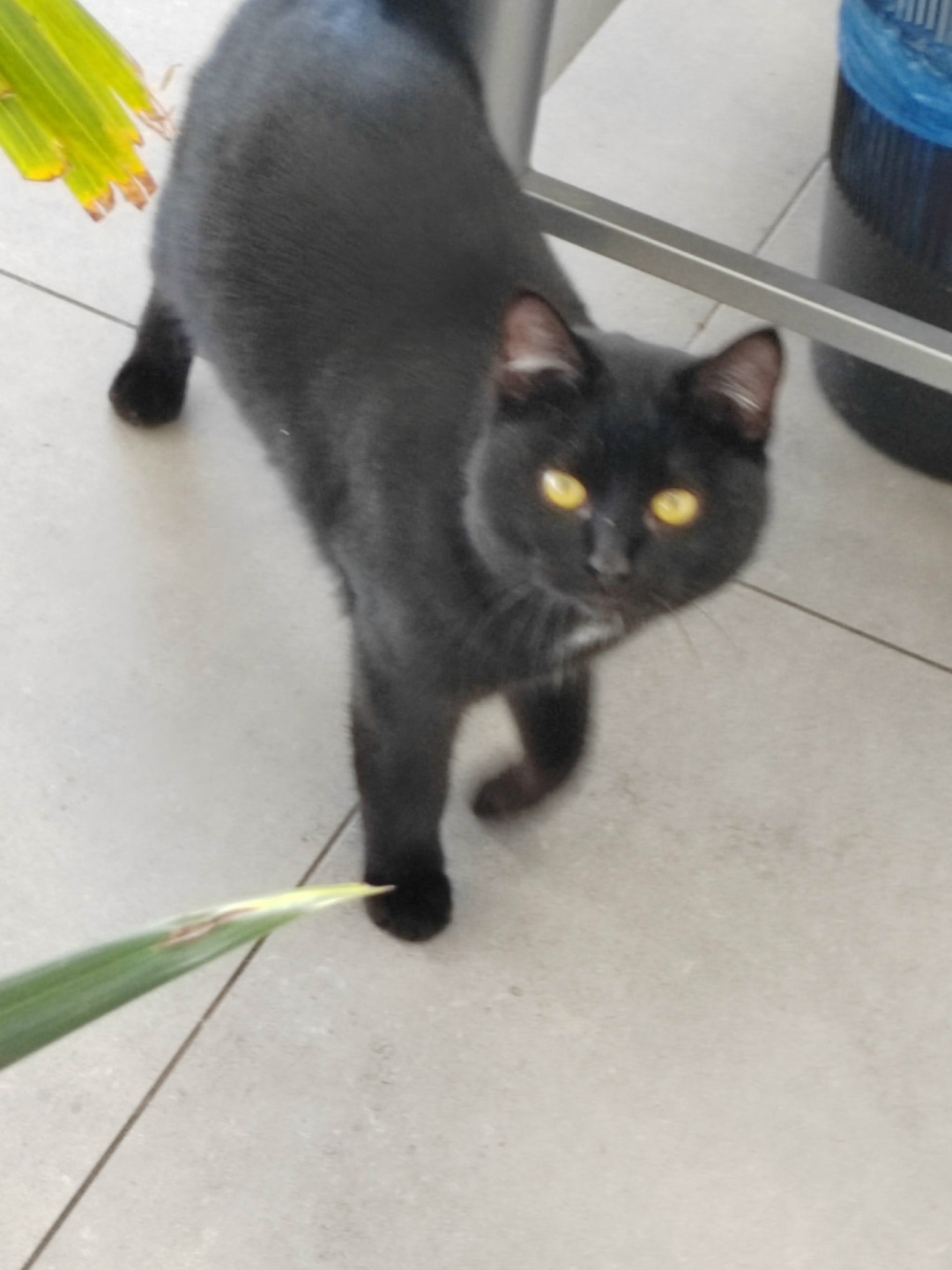 Пропала кошка в Нижнекамске — фото объявления