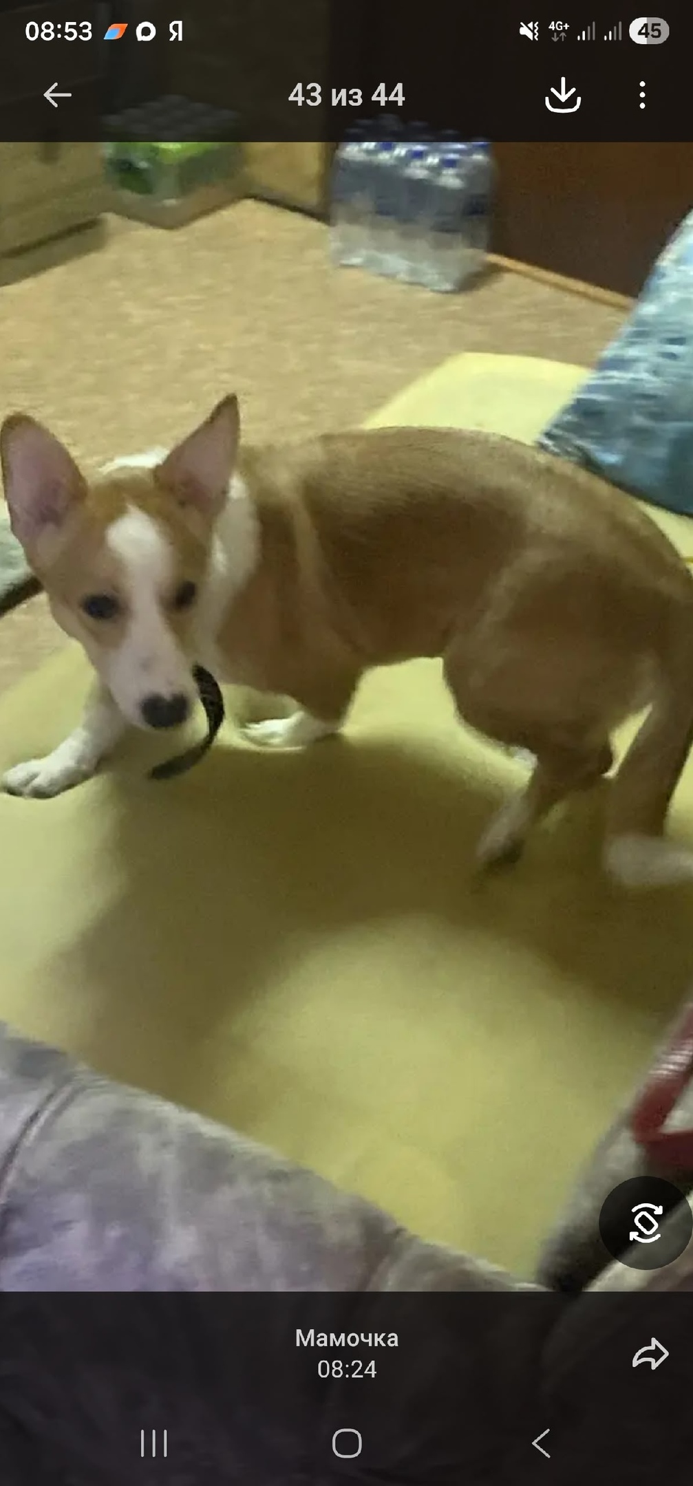 Пропала собака в Нижнекамске — фото объявления