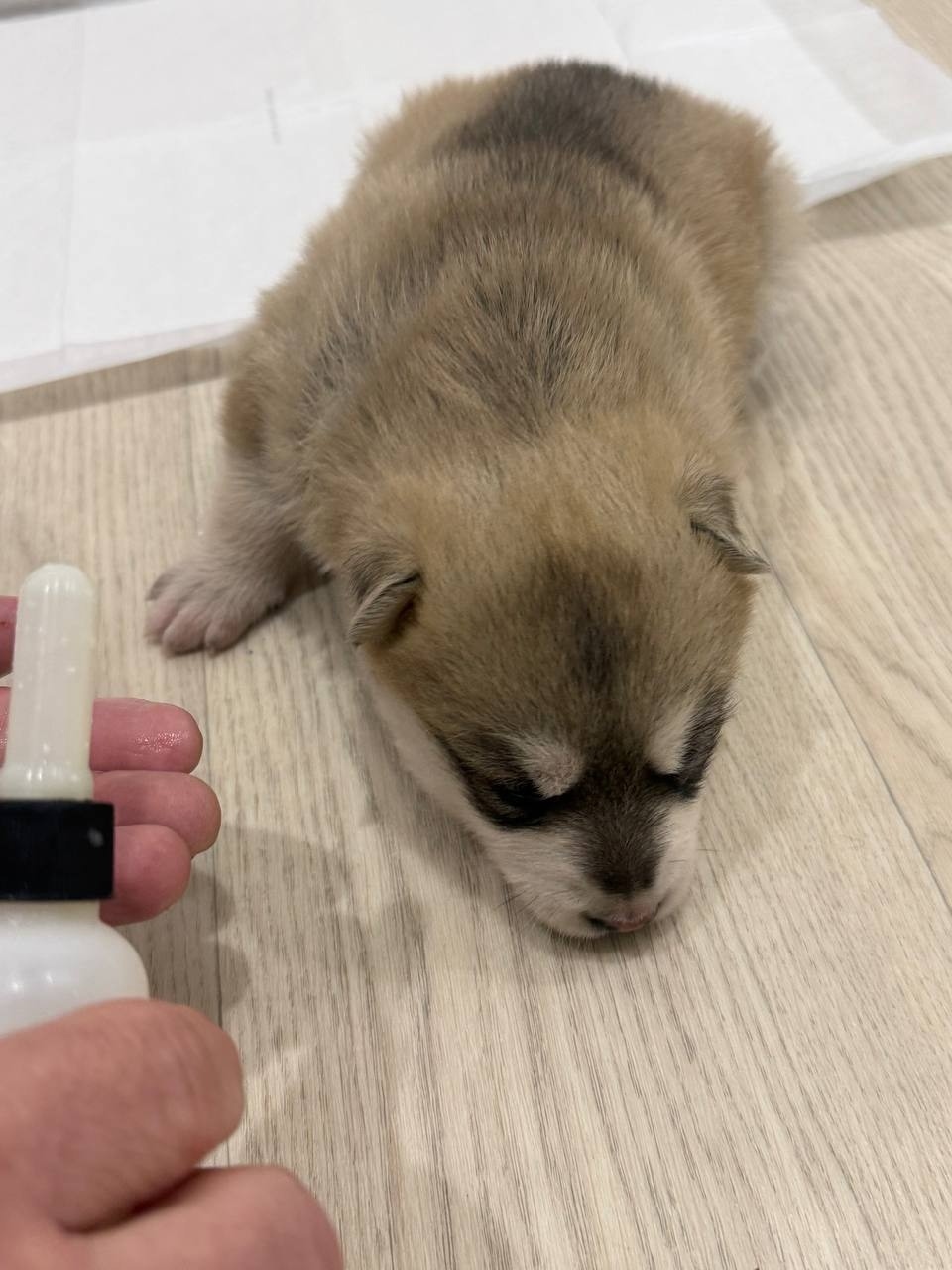 Найдена собака в Нижнекамске — фото объявления