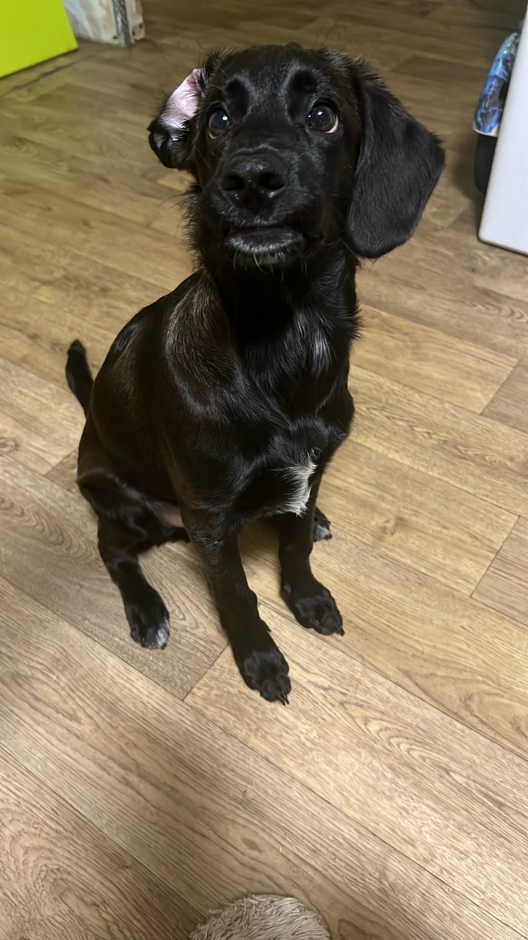 Найдена собака в Нижнекамске — фото объявления