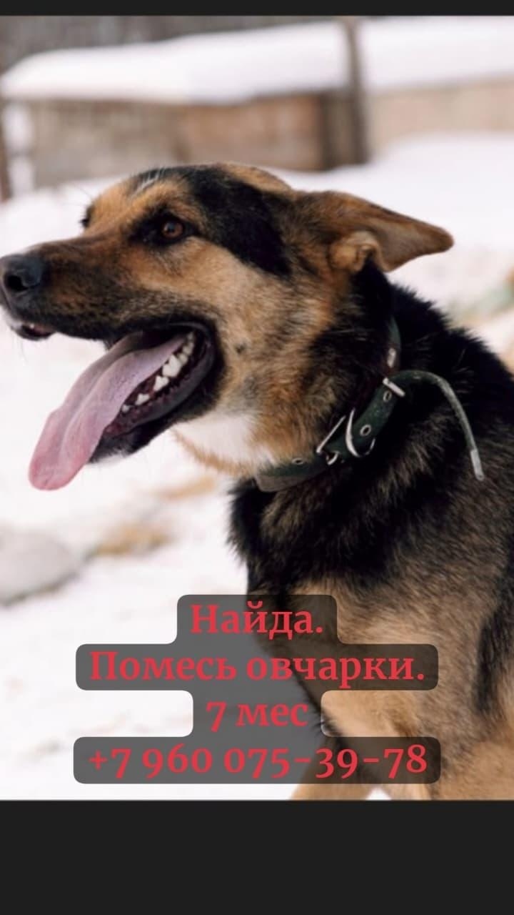 Найдена собака в Нижнекамске — фото объявления