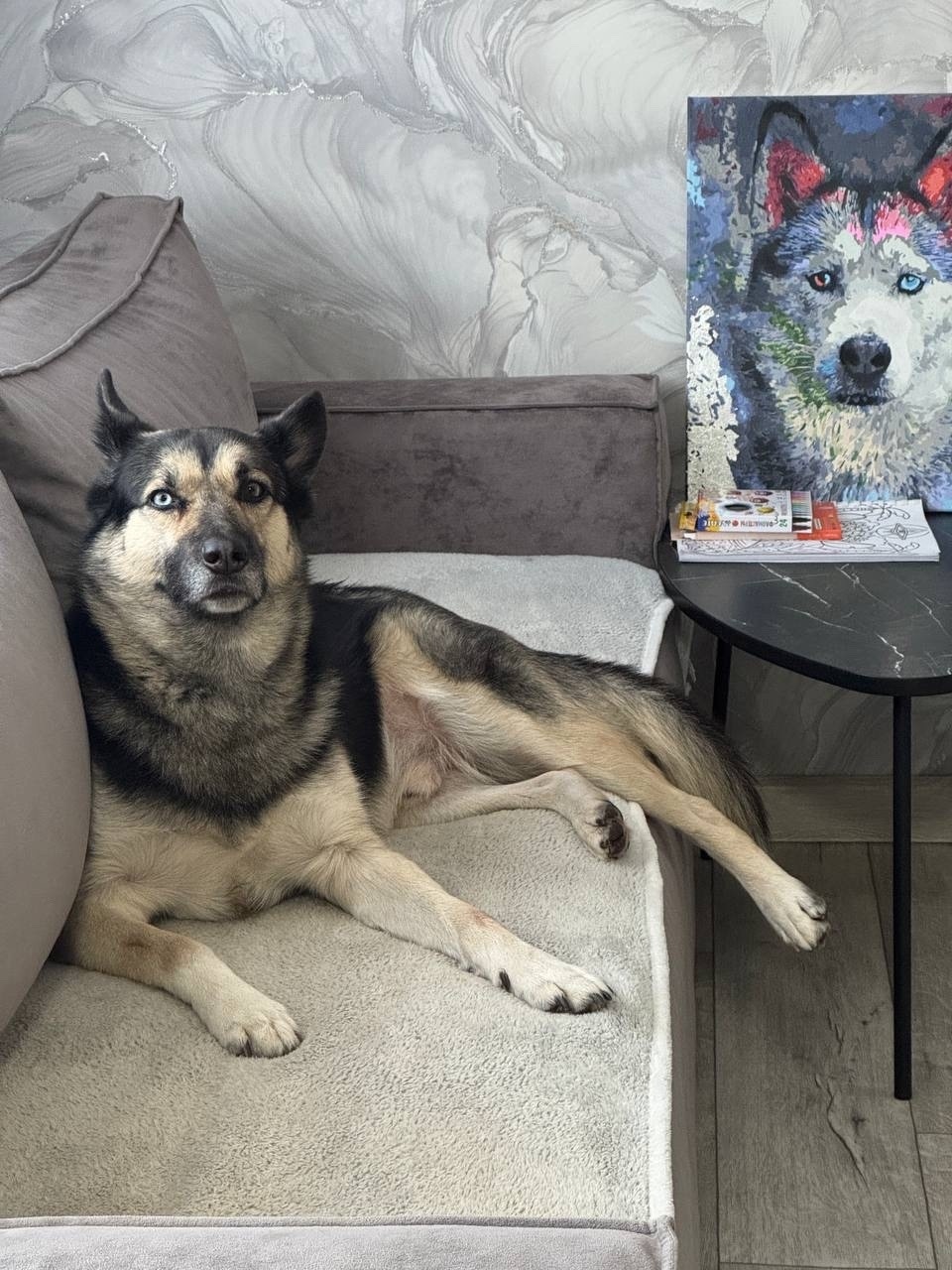 Пропала собака в Нижнекамске — фото объявления