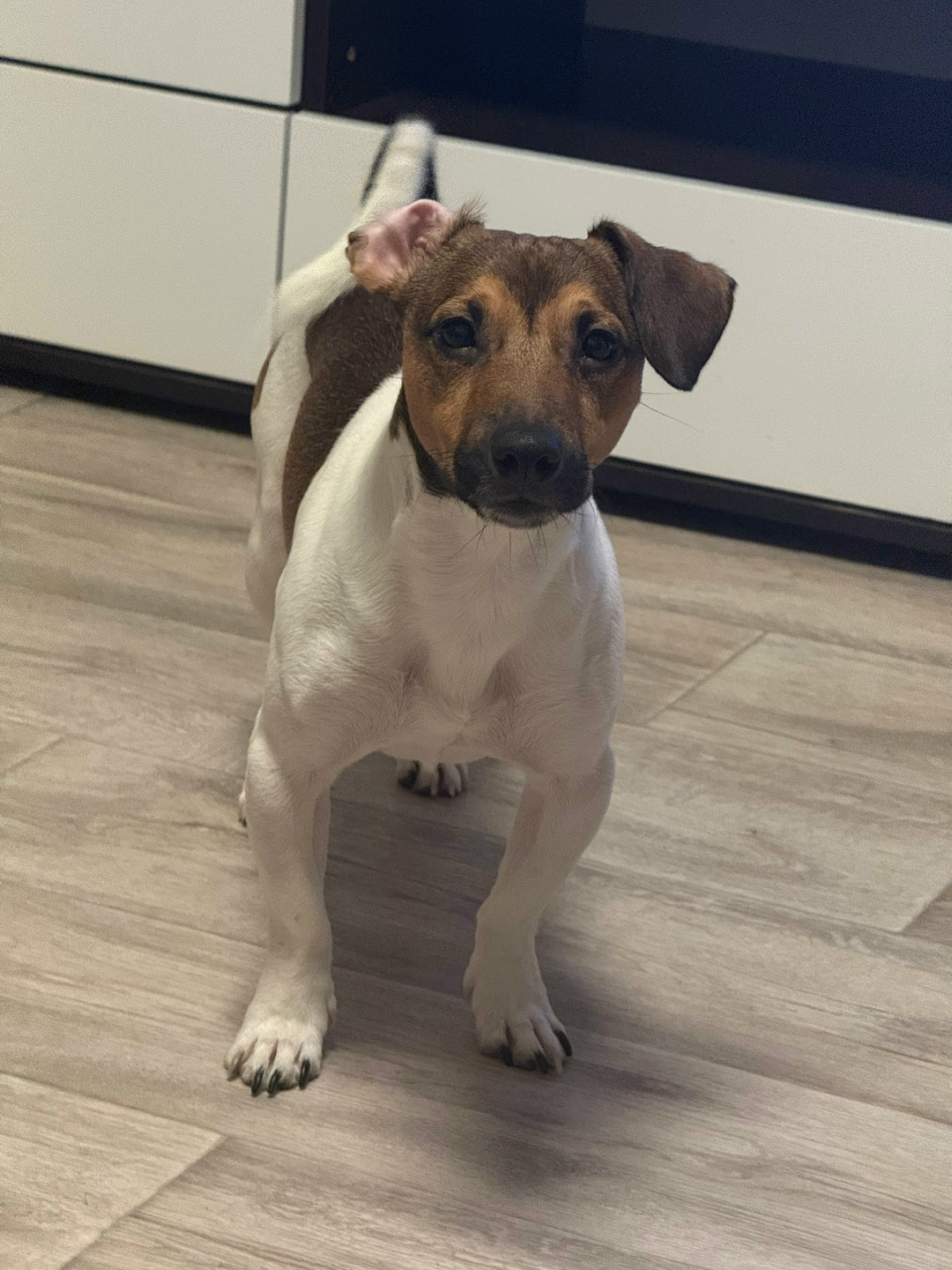 Пропала собака в Нижнекамске — фото объявления