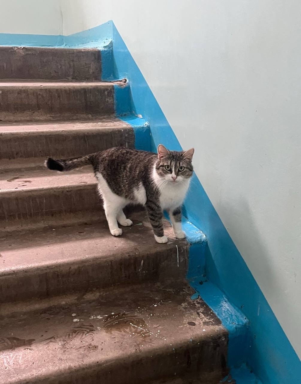 Найдена кошка в Нижнекамске — фото объявления