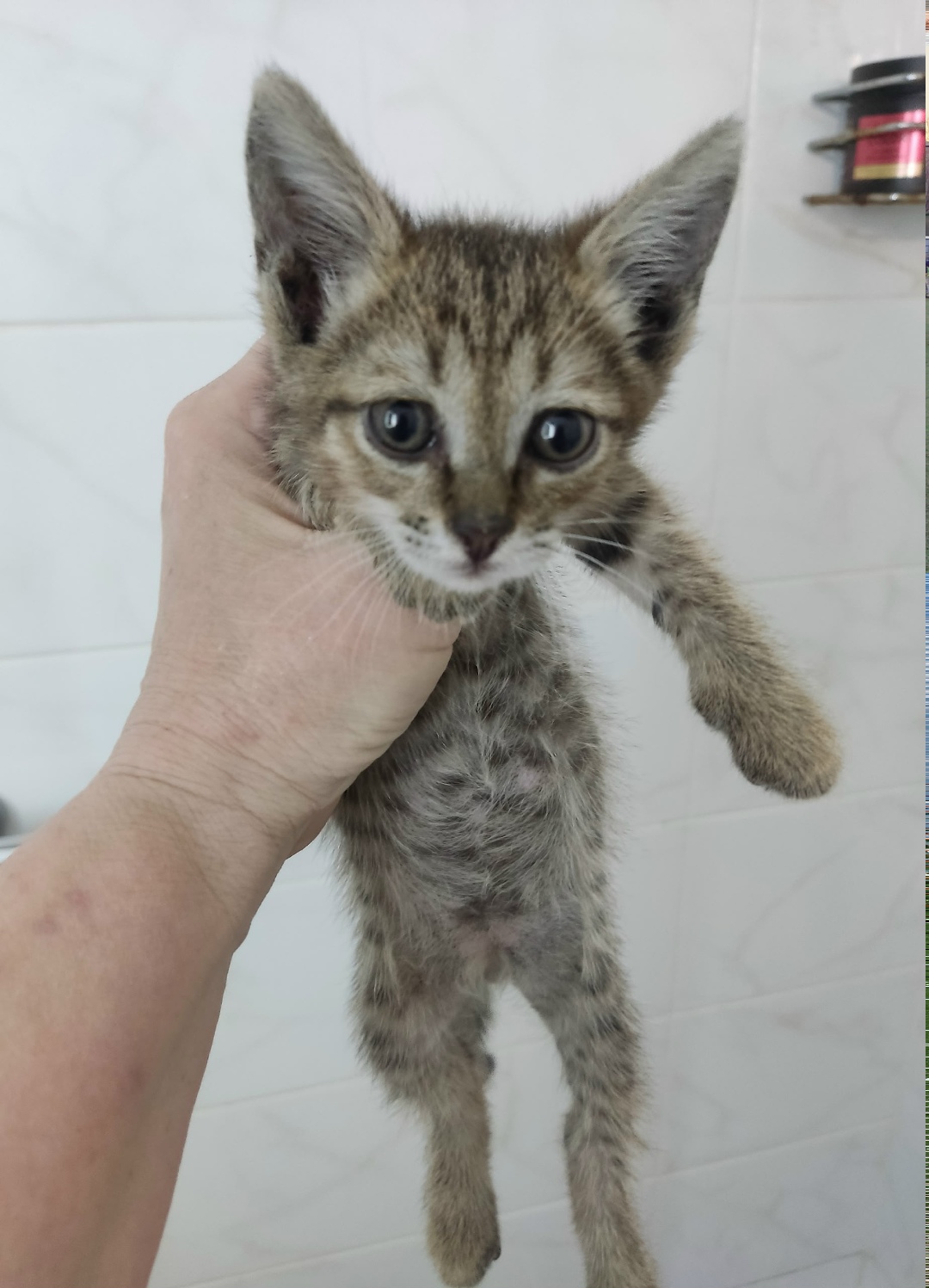 Найдена собака в Нижнекамске — фото объявления