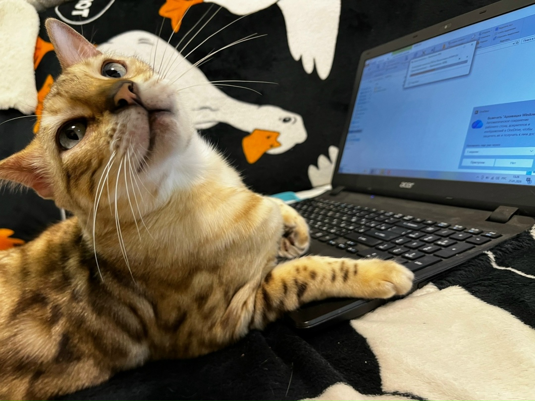 Найдена кошка в Нижнекамске — фото объявления