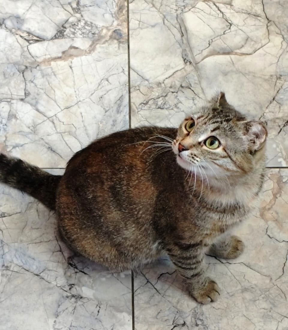 Пропала собака в Нижнекамске — фото объявления