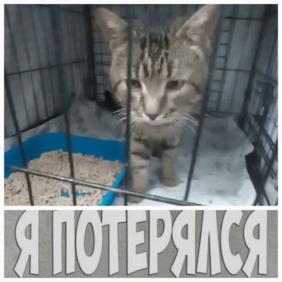 Найдена кошка в Нижнекамске — фото объявления