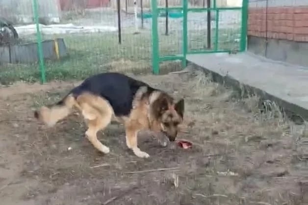 Пропала собака в Нижнекамске — фото объявления