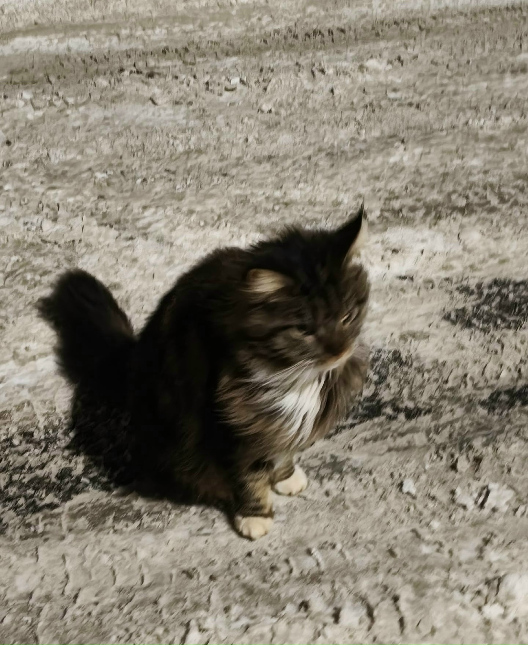 Пропала кошка в Нижнекамске — фото объявления