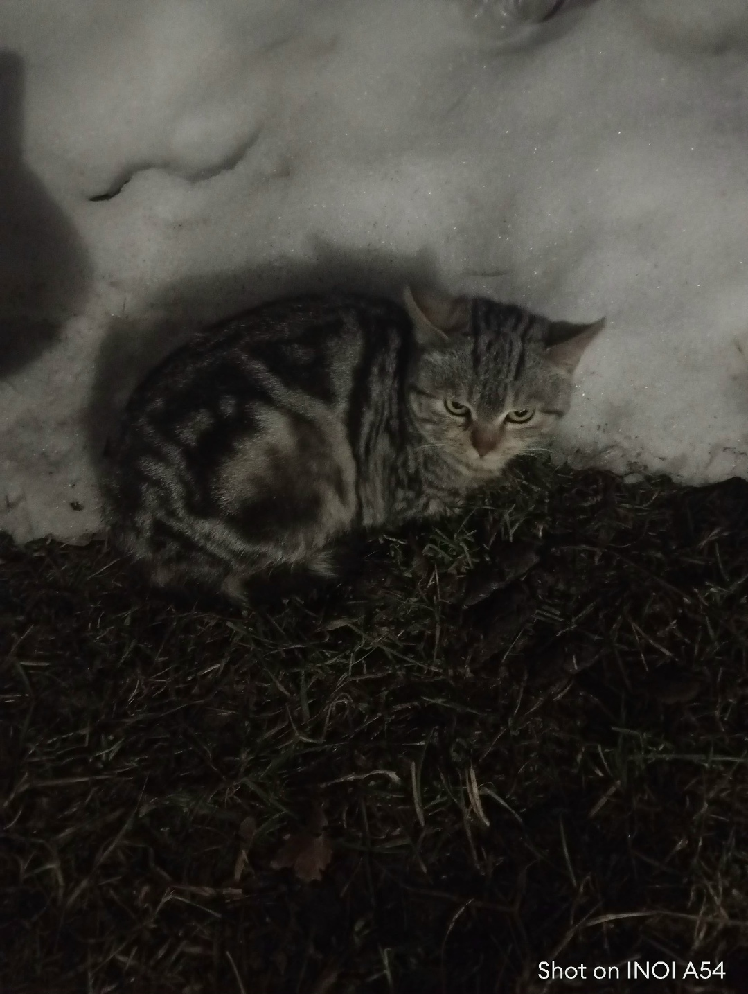 Найдена собака в Нижнекамске — фото объявления
