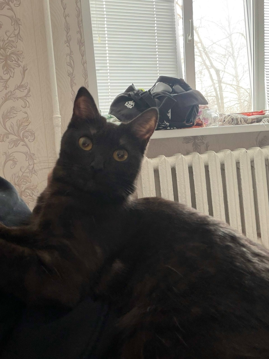 Найдена кошка в Нижнекамске — фото объявления