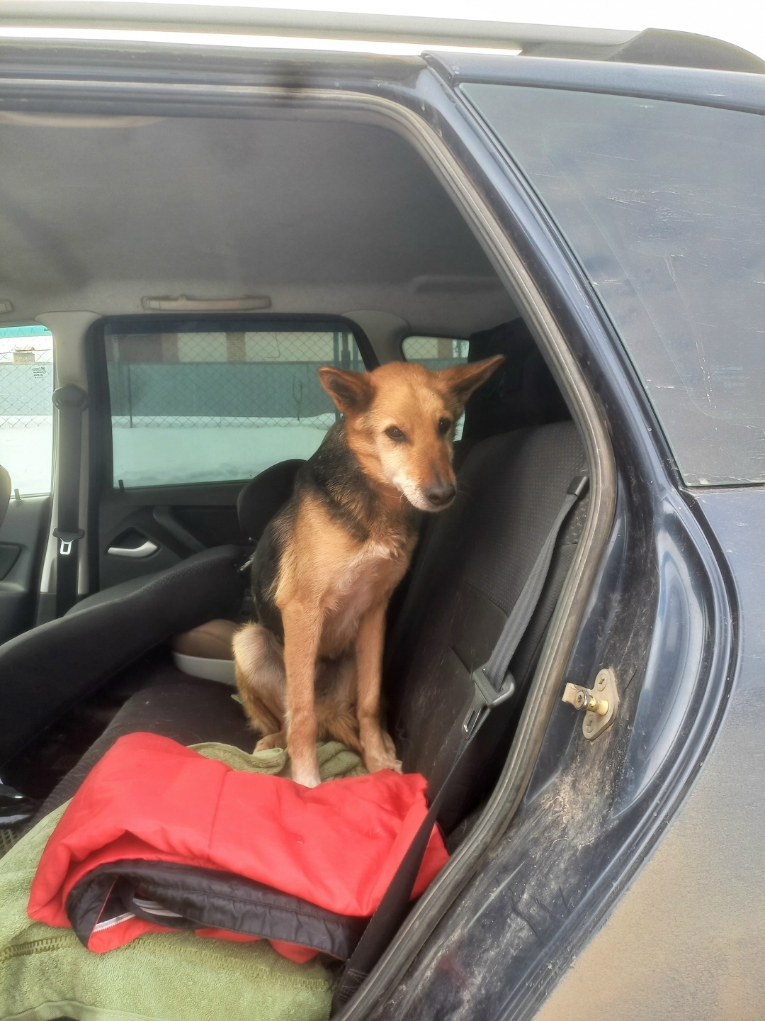 Найдена собака в Нижнекамске — фото объявления