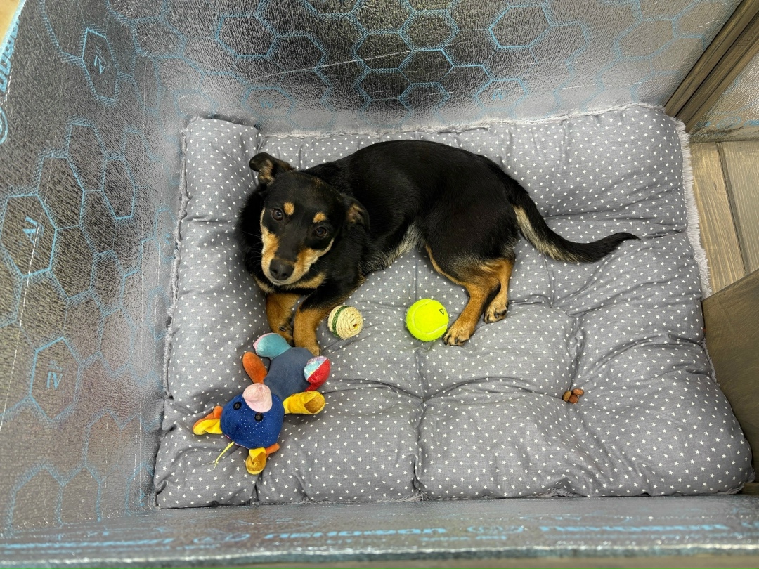 Пропала собака в Нижнекамске — фото объявления