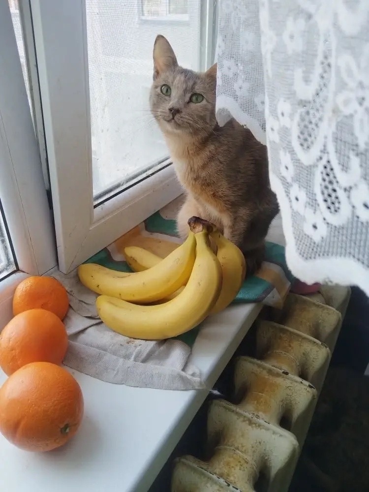 Найдена кошка в Нижнекамске — фото объявления