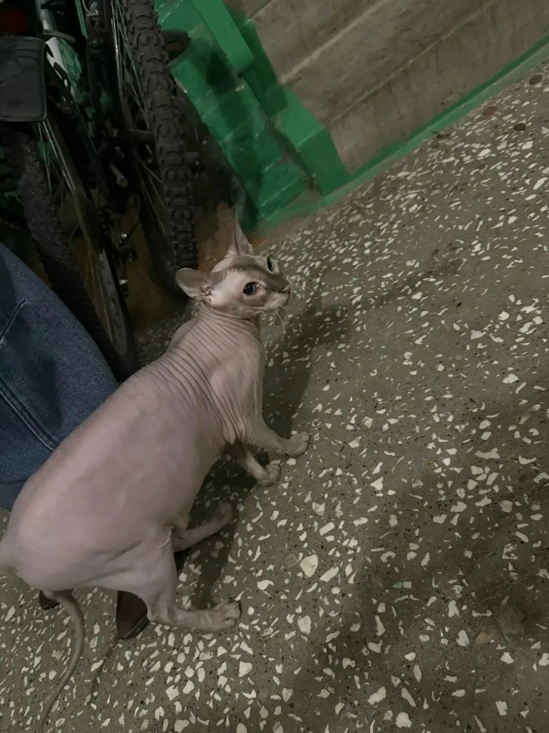 Найдена кошка в Нижнекамске — фото объявления