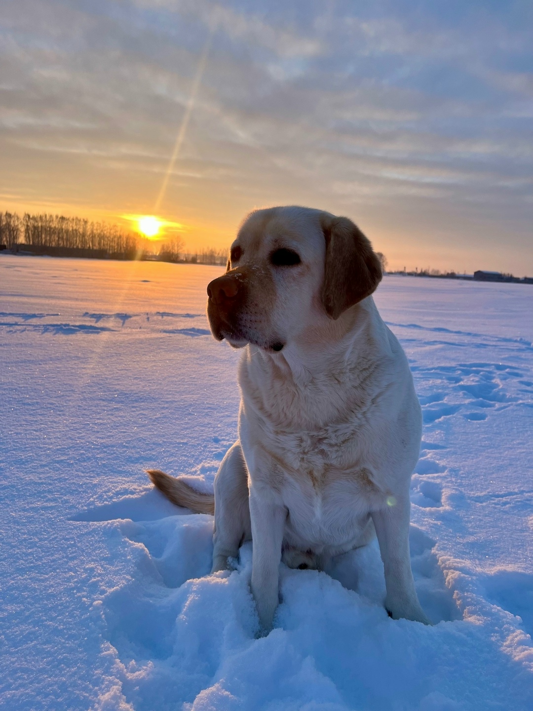 Пропала собака в Нижнекамске — фото объявления