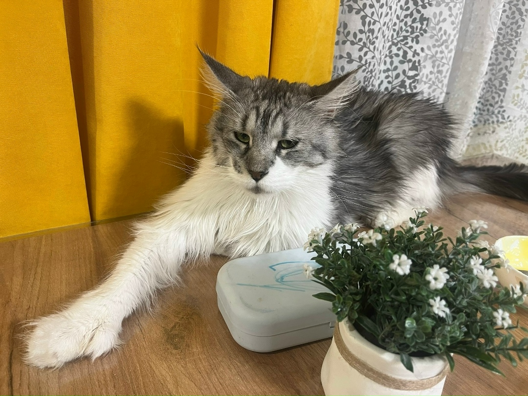 Пропала кошка в Нижнекамске — фото объявления