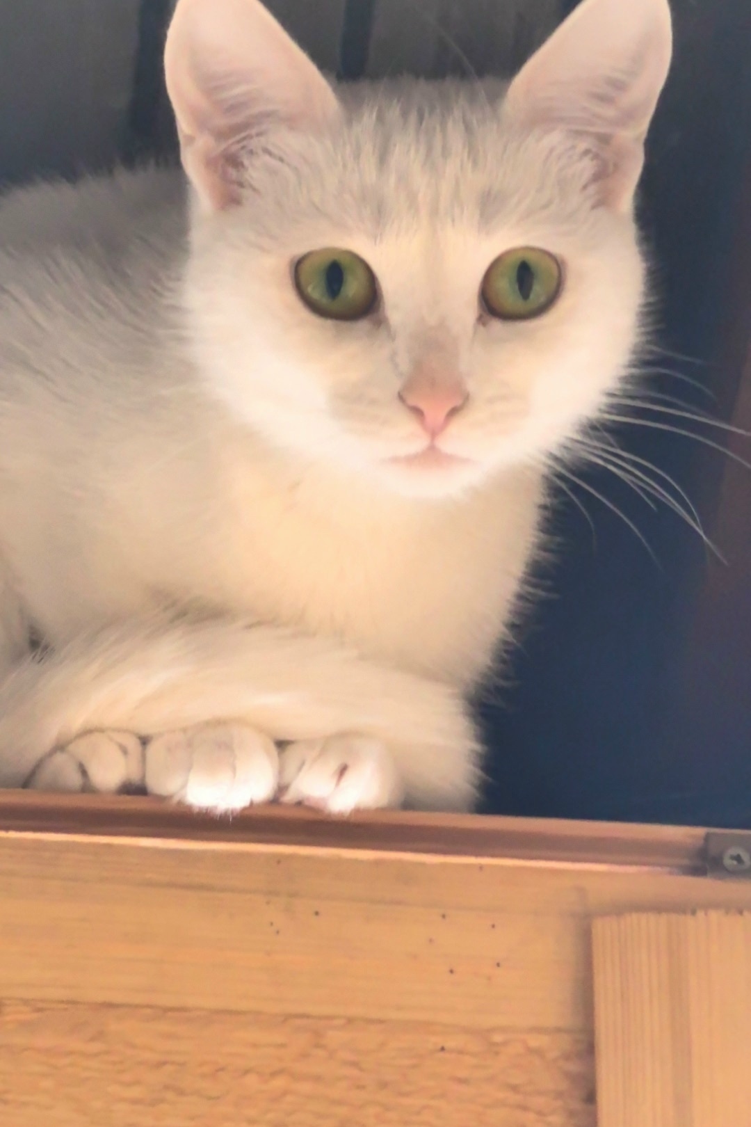 Пропала кошка в Нижнекамске — фото объявления