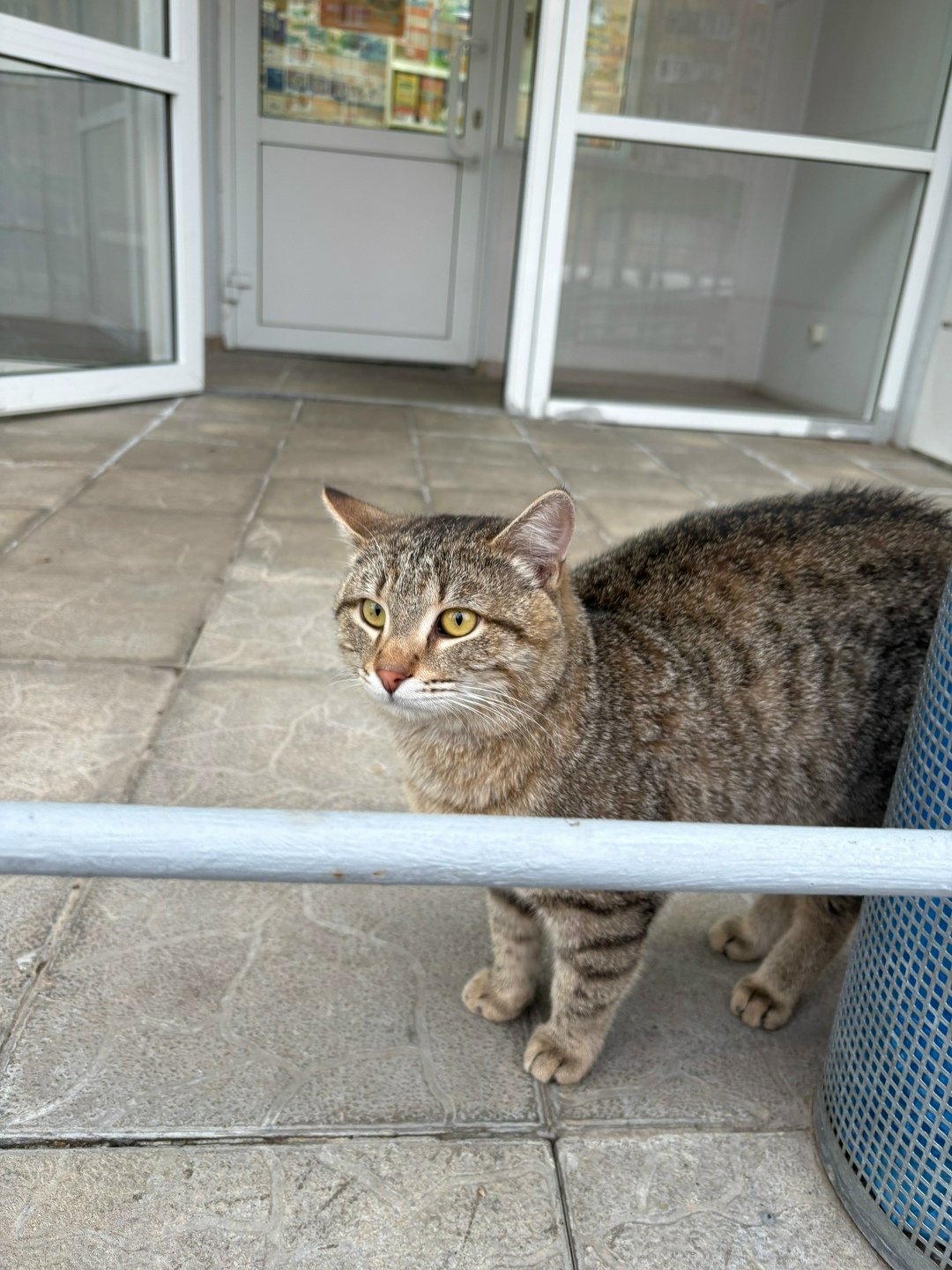 Пропала кошка в Нижнекамске — фото объявления