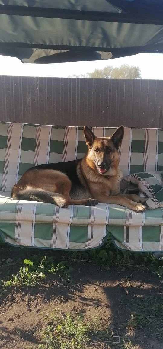 Пропала собака в Нижнекамске — фото объявления