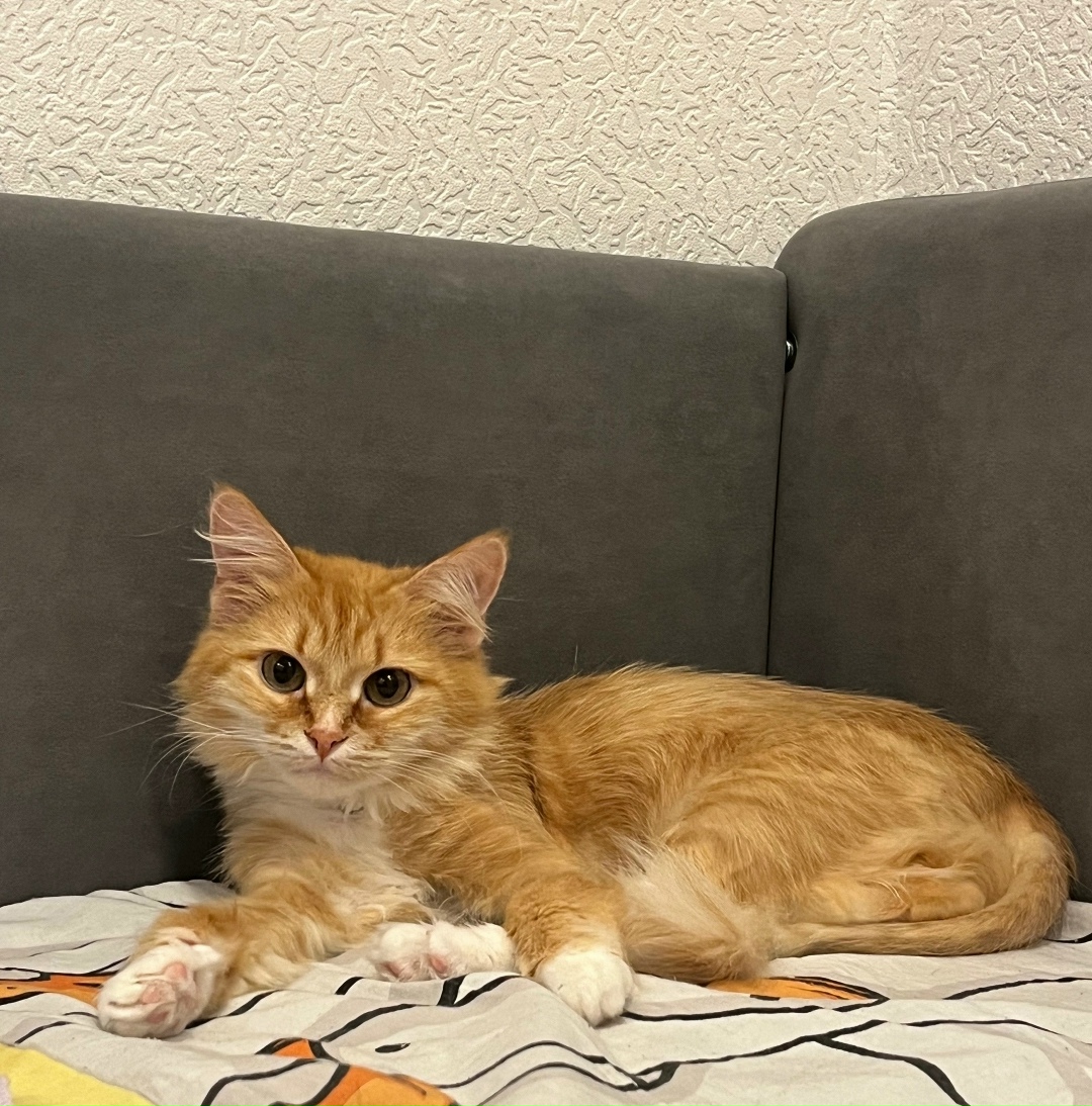 Пропала кошка в Нижнекамске — фото объявления