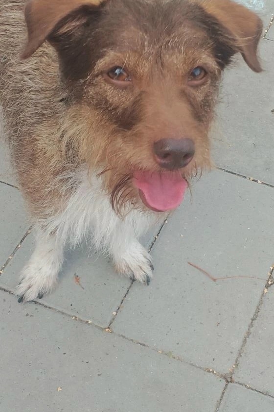 Пропала собака в Нижнекамске — фото объявления