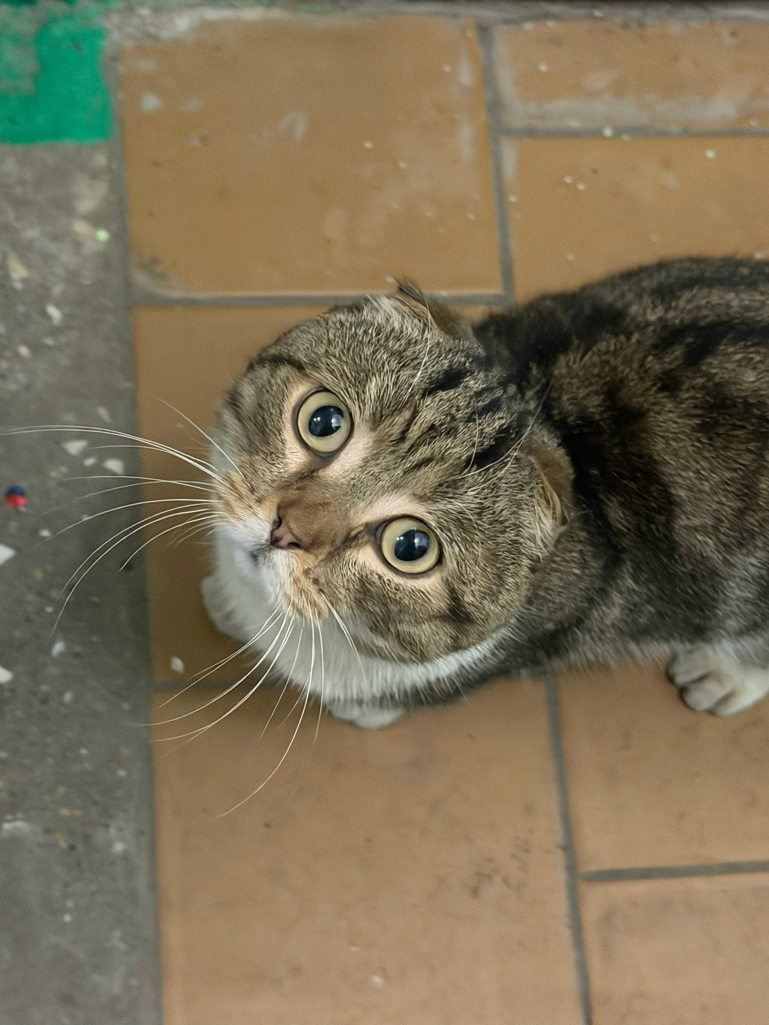 Пропала кошка в Нижнекамске — фото объявления